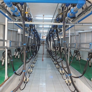 Bovine Milking Systems