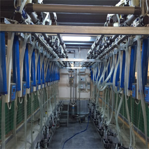 Ovine Milking Systems